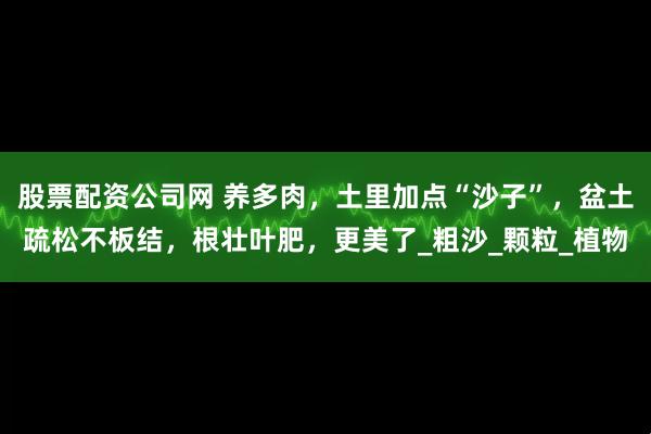 股票配资公司网 养多肉，土里加点“沙子”，盆土疏松不板结，根壮叶肥，更美了_粗沙_颗粒_植物